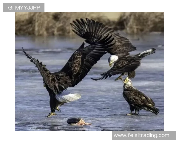 捷克与黑山激战正酣双方争夺胜利的精彩瞬间回顾